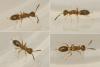 Eupelmus sp.